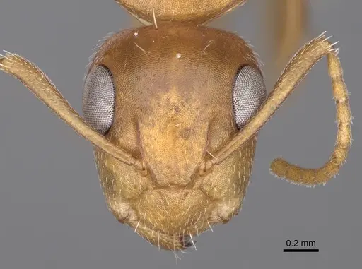 Camponotus bottegoi specimen CASENT0906865 image casent0906865_2
