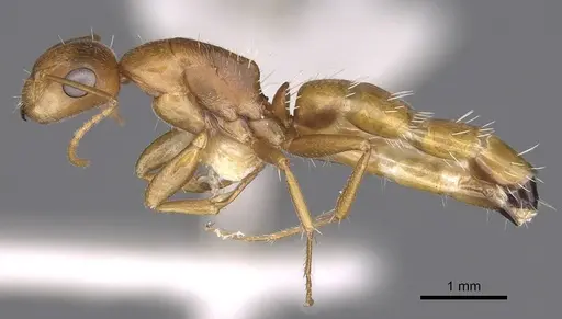 Camponotus bottegoi specimen CASENT0906865 image casent0906865_3