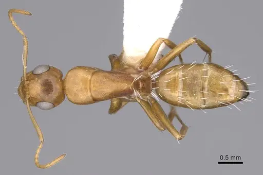 Camponotus bottegoi specimen CASENT0906866 image casent0906866_1