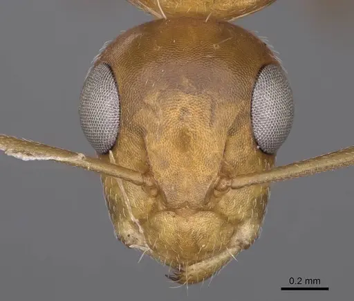 Camponotus bottegoi specimen CASENT0906866 image casent0906866_2
