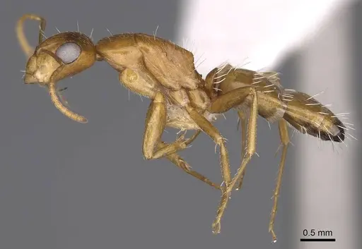 Camponotus bottegoi specimen CASENT0906866 image casent0906866_3