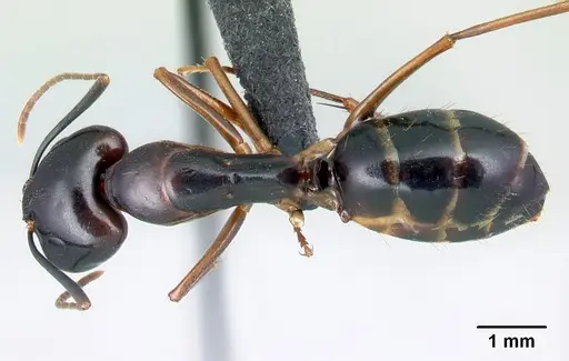 Camponotus bozaka specimen CASENT0071370 image casent0071370_1