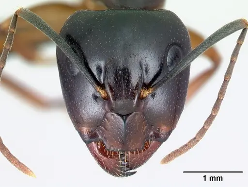 Camponotus bozaka specimen CASENT0071370 image casent0071370_2