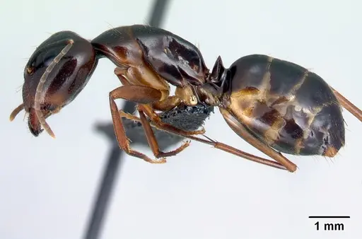 Camponotus bozaka specimen CASENT0071370 image casent0071370_3
