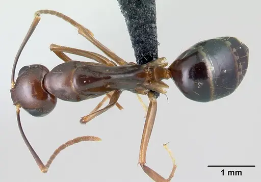 Camponotus bozaka specimen CASENT0217309 image casent0217309_1