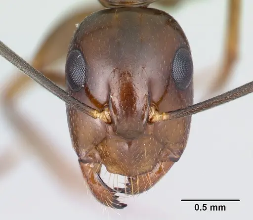 Camponotus bozaka specimen CASENT0217309 image casent0217309_2