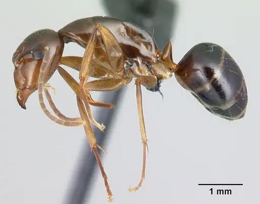 Camponotus bozaka specimen CASENT0217309 image casent0217309_3