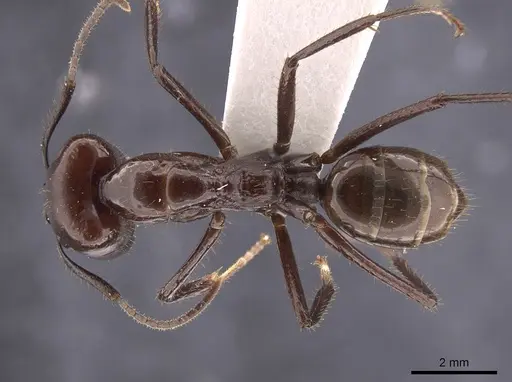 Camponotus branneri specimen CASENT0658005 image casent0658005_1