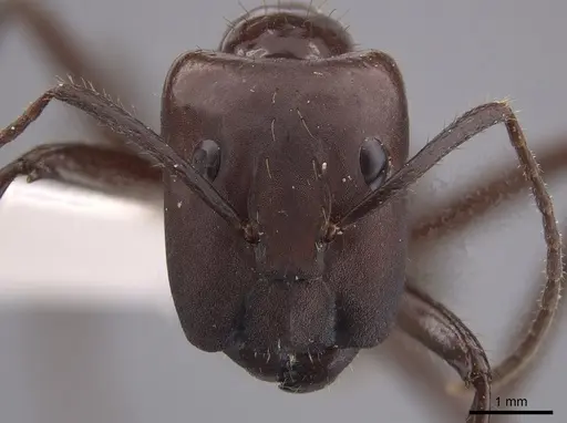 Camponotus branneri specimen CASENT0658005 image casent0658005_2