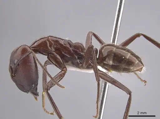 Camponotus branneri specimen CASENT0658005 image casent0658005_3