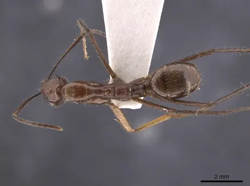 Camponotus branneri specimen CASENT0658977 image casent0658977_1