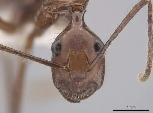 Camponotus branneri specimen CASENT0658977 image casent0658977_2