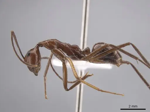 Camponotus branneri specimen CASENT0658977 image casent0658977_3