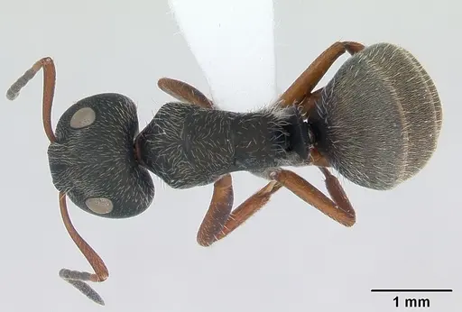 Camponotus brasiliensis specimen CASENT0173398 image casent0173398_1