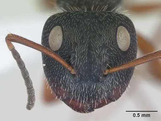 Camponotus brasiliensis specimen CASENT0173398 image casent0173398_2