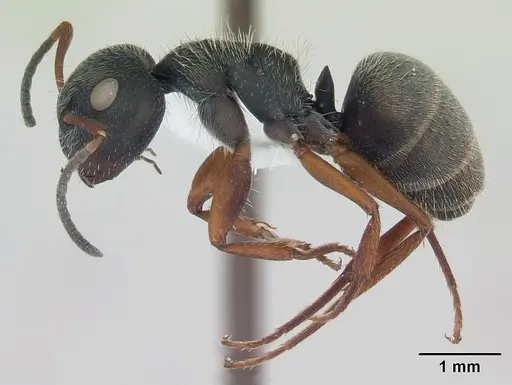 Camponotus brasiliensis specimen CASENT0173398 image casent0173398_3