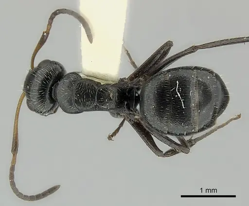 Camponotus brasiliensis specimen CASENT0217621 image casent0217621_1