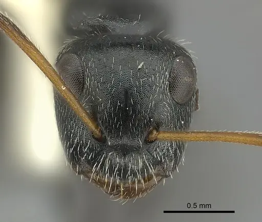 Camponotus brasiliensis specimen CASENT0217621 image casent0217621_2