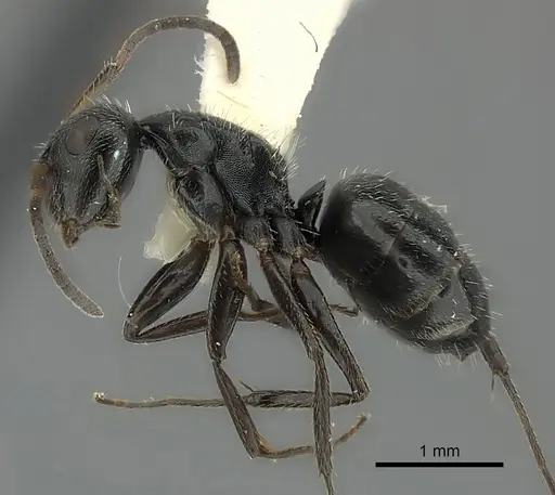Camponotus brasiliensis specimen CASENT0217621 image casent0217621_3