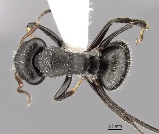 Camponotus brasiliensis specimen CASENT0280111 image casent0280111_1