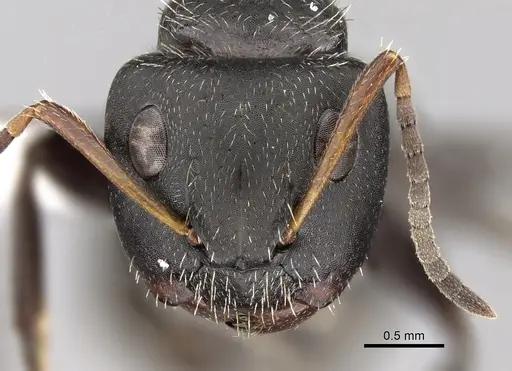 Camponotus brasiliensis specimen CASENT0280111 image casent0280111_2