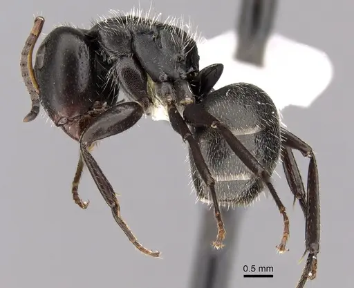 Camponotus brasiliensis specimen CASENT0280111 image casent0280111_3