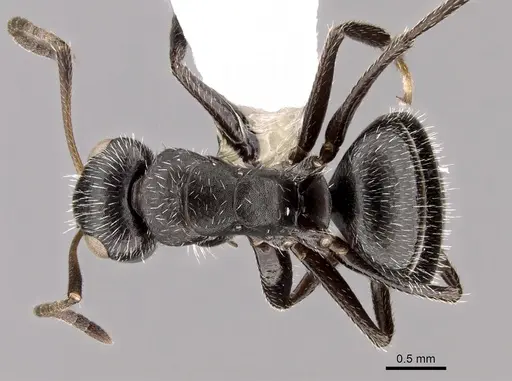 Camponotus brasiliensis specimen CASENT0280112 image casent0280112_1