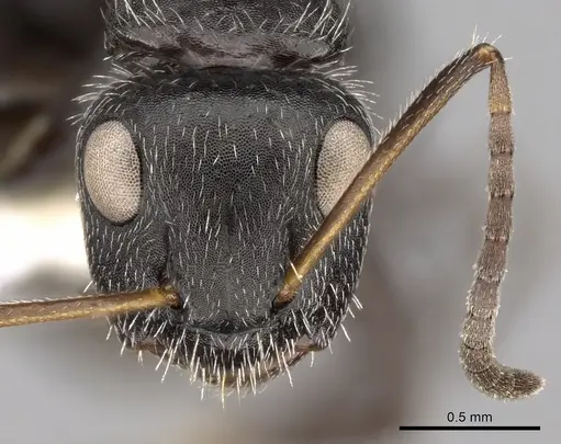 Camponotus brasiliensis specimen CASENT0280112 image casent0280112_2