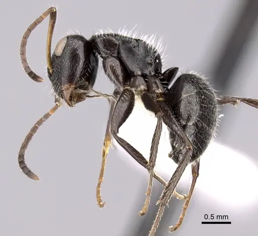 Camponotus brasiliensis specimen CASENT0280112 image casent0280112_3