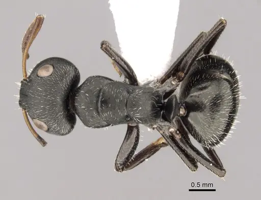 Camponotus brasiliensis specimen CASENT0280132 image casent0280132_1