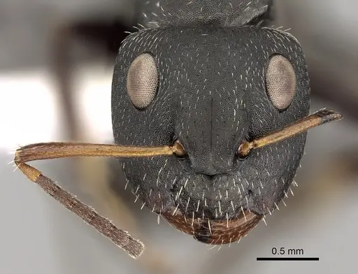 Camponotus brasiliensis specimen CASENT0280132 image casent0280132_2