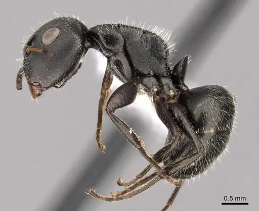 Camponotus brasiliensis specimen CASENT0280132 image casent0280132_3
