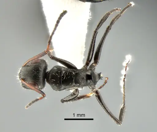 Camponotus brasiliensis specimen CASENT0882118 image casent0882118_1