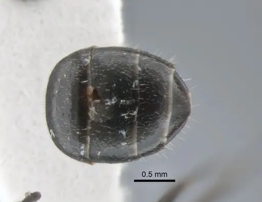 Camponotus brasiliensis specimen CASENT0882118 image casent0882118_2