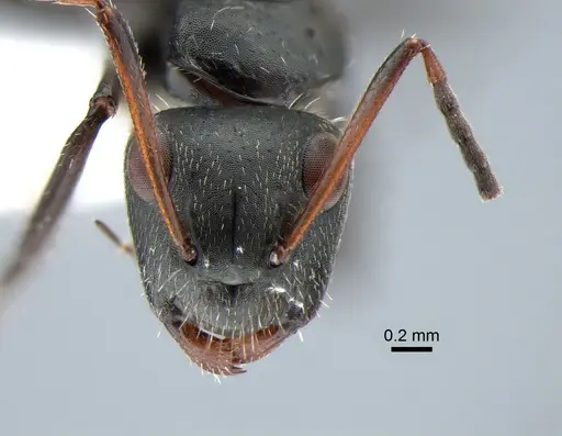 Camponotus brasiliensis specimen CASENT0882118 image casent0882118_3