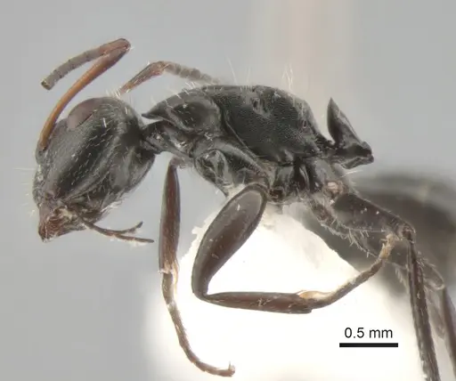 Camponotus brasiliensis specimen CASENT0882118 image casent0882118_4