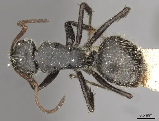 Camponotus brasiliensis specimen CASENT0910694 image casent0910694_1