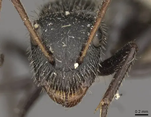 Camponotus brasiliensis specimen CASENT0910694 image casent0910694_2