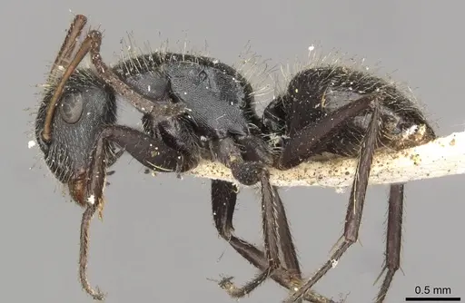 Camponotus brasiliensis specimen CASENT0910694 image casent0910694_3