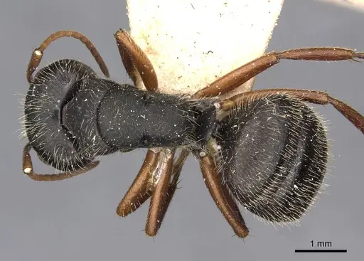 Camponotus brasiliensis specimen CASENT0910695 image casent0910695_1