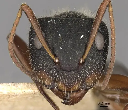 Camponotus brasiliensis specimen CASENT0910695 image casent0910695_2