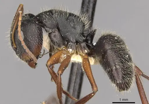 Camponotus brasiliensis specimen CASENT0910695 image casent0910695_3