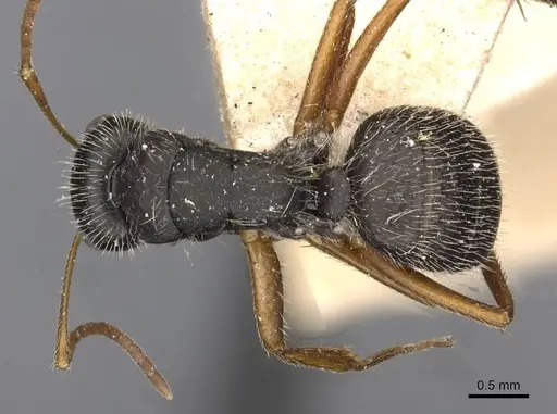 Camponotus brasiliensis specimen CASENT0910696 image casent0910696_1
