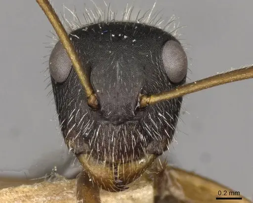 Camponotus brasiliensis specimen CASENT0910696 image casent0910696_2
