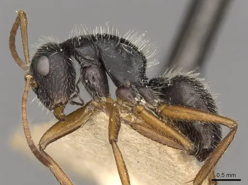 Camponotus brasiliensis specimen CASENT0910696 image casent0910696_3