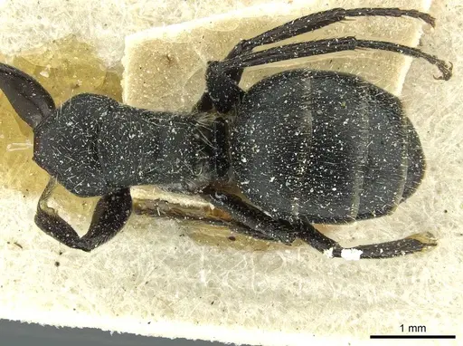 Camponotus brasiliensis specimen CASENT0911721 image casent0911721_1