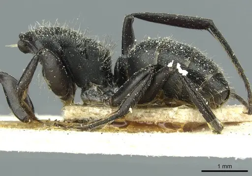 Camponotus brasiliensis specimen CASENT0911721 image casent0911721_2