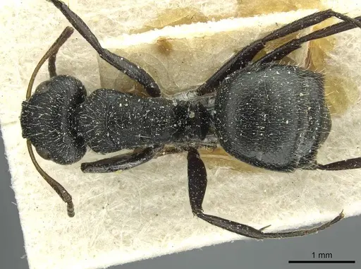 Camponotus brasiliensis specimen CASENT0911722 image casent0911722_1