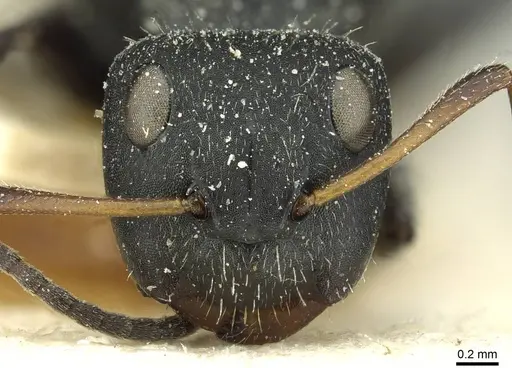 Camponotus brasiliensis specimen CASENT0911722 image casent0911722_2