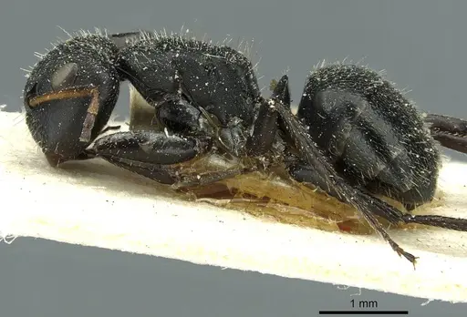 Camponotus brasiliensis specimen CASENT0911722 image casent0911722_3